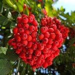 Sorbus aucuparia Φρούτο