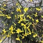 Jasminum nudiflorum Květ
