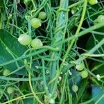 Cassytha filiformis Fruit