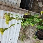 Celosia argenteaBlomma