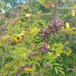 Indigofera suffruticosa പുഷ്പം