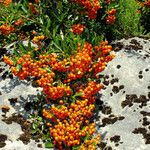 Pyracantha coccinea Fruto