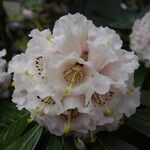 Rhododendron arizelum Flower