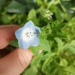 Nemophila phacelioides Цвят