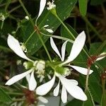 Chamaesyce hypericifolia Цвят