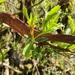 Salix udensis Yaprak