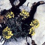 Alyssum cuneifolium Plante entière