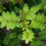 Zanthoxylum piperitum Leaf