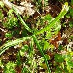 Muscari comosum Leaf