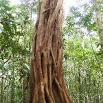 Ficus obliqua Bark