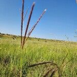 Ischaemum afrum Flower