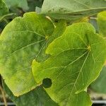 Cercis occidentalis Hostoa