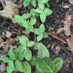 Chimaphila maculata Hoja