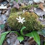 Coptis trifolia Flower