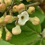 Viburnum carlesii Квітка