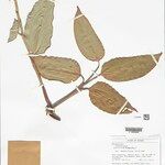 Ischnosiphon puberulus Hoja