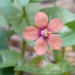 Lysimachia arvensis Blüte