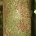 Mouriri nervosa Kabuk