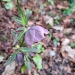 Helleborus purpurascens Kwiat
