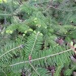 Abies balsamea 叶