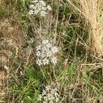 Peucedanum palustre Habit