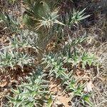 Cirsium echinatum Deilen