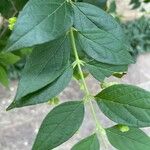 Nyctanthes arbor-tristis Feuille