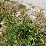 Rumex palustris Облик