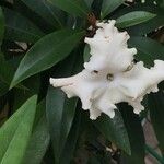 Brunfelsia undulata Fleur