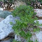 Sedum dendroideum Habitat