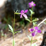 Clarkia rhomboidea Blüte