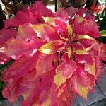 Amaranthus tricolor Virág