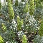 Echium virescensLehti