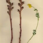 Orobanche gracilis Hábito