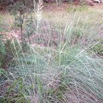 Muhlenbergia lindheimeri 整株植物