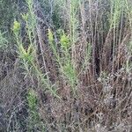 Solidago chilensis অভ্যাস