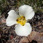 Calochortus leichtlinii Virág