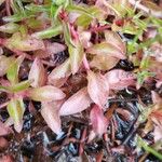 Ludwigia palustris برگ