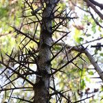 Flacourtia indica Rinde