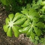 Podophyllum peltatum Fulla