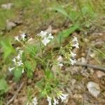 Houstonia longifolia Blüte