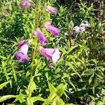 Penstemon barbatusFlor