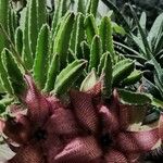 Stapelia hirsuta Feuille