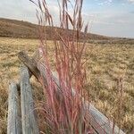 Andropogon gerardi Blatt