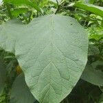 Solanum erianthum Leaf