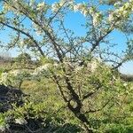 Pyrus spinosa Habitus