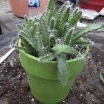 Selenicereus testudo Hostoa