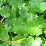 Cineraria geifolia Leaf