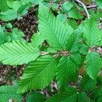 Carpinus betulus Leaf