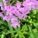 Phlox glaberrima ফুল